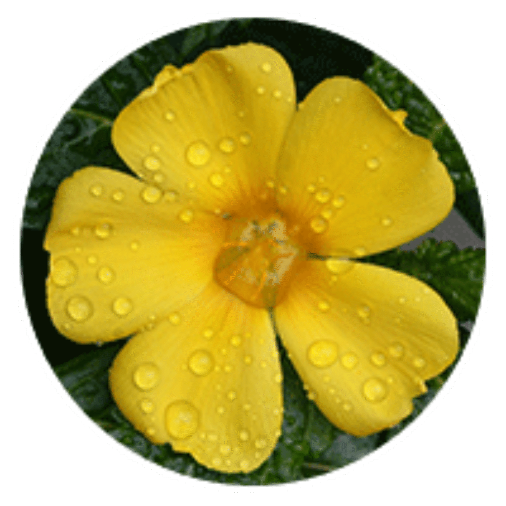 VigRX-Plus supplement-with-natural-herbs-that enhance-men’s-sexual-functioning